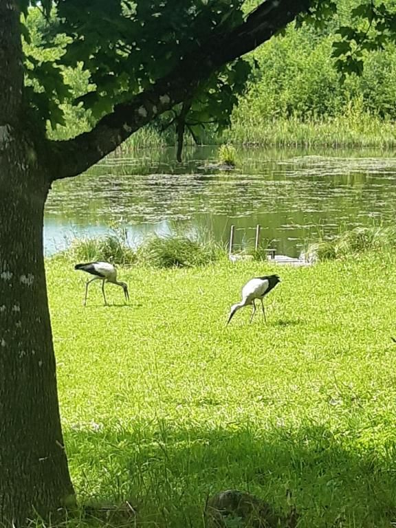 Апартаменты Nature Эргли